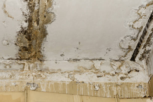 Why You Should Choose Our Mold Remediation Services in Lexington, NE